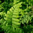 Kapraď tuhá - Dryopteris remota