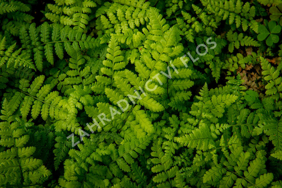 Kapraď tuhá - Dryopteris remota