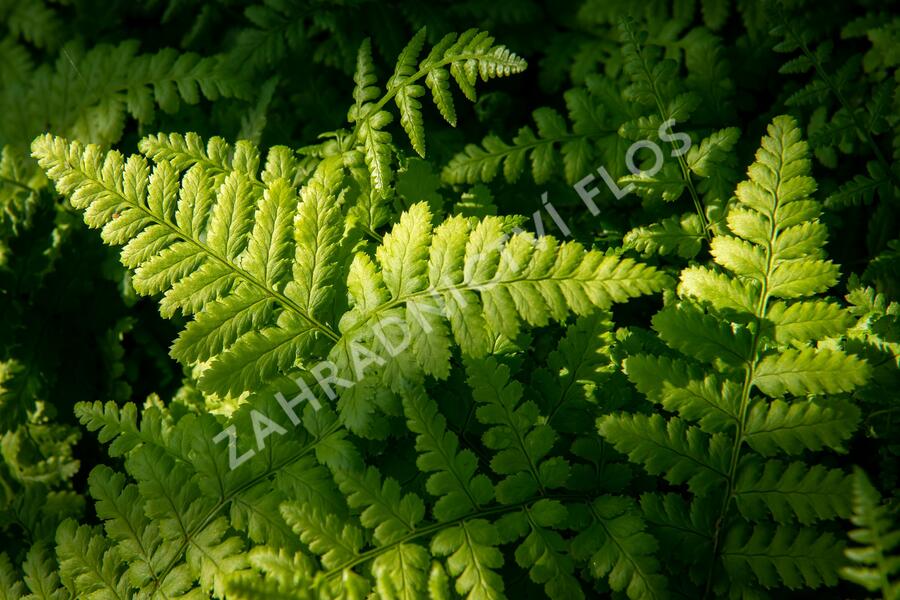 Kapraď tuhá - Dryopteris remota