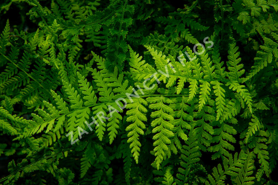 Papratka samičí 'Frizelliae' - Athyrium filix-femina 'Frizelliae'