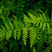 Papratka samičí 'Frizelliae' - Athyrium filix-femina 'Frizelliae'