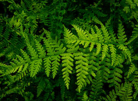 Papratka samičí 'Frizelliae' - Athyrium filix-femina 'Frizelliae'
