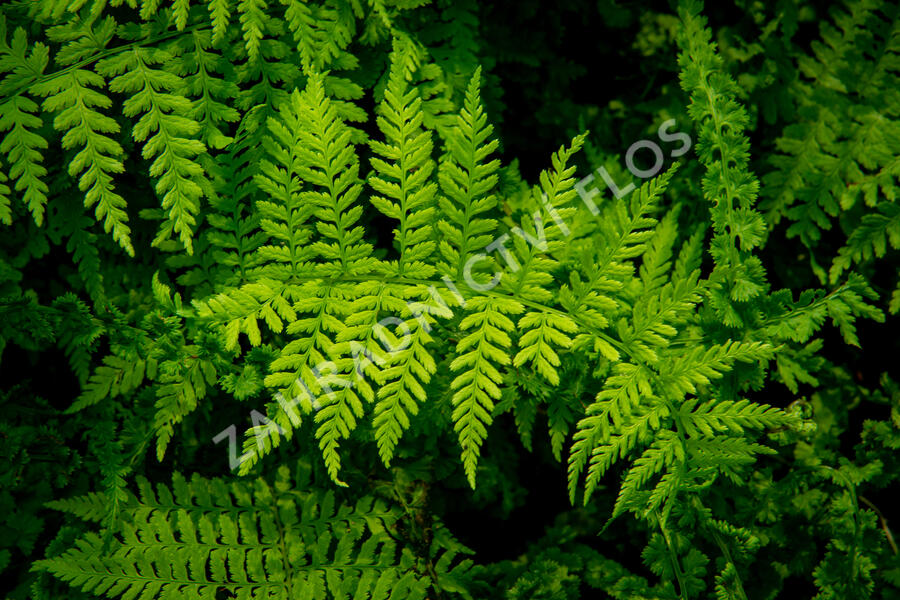Papratka samičí 'Frizelliae' - Athyrium filix-femina 'Frizelliae'