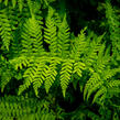 Papratka samičí 'Frizelliae' - Athyrium filix-femina 'Frizelliae'