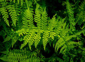 Papratka samičí 'Frizelliae' - Athyrium filix-femina 'Frizelliae'