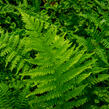 Papratka samičí 'Frizelliae' - Athyrium filix-femina 'Frizelliae'