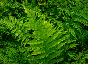 Papratka samičí 'Frizelliae' - Athyrium filix-femina 'Frizelliae'