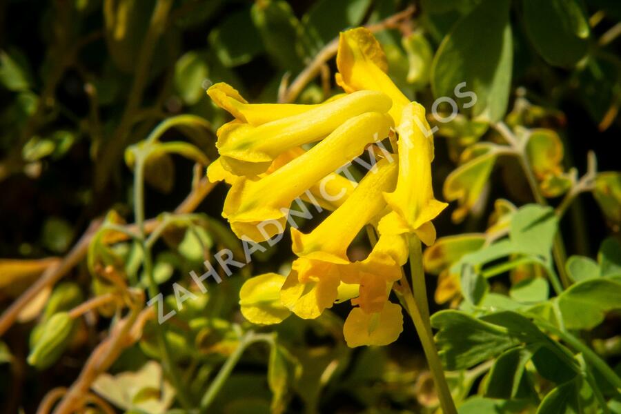 Dymnivka žlutá - Corydalis lutea