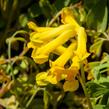 Dymnivka žlutá - Corydalis lutea