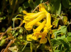 Dymnivka žlutá - Corydalis lutea