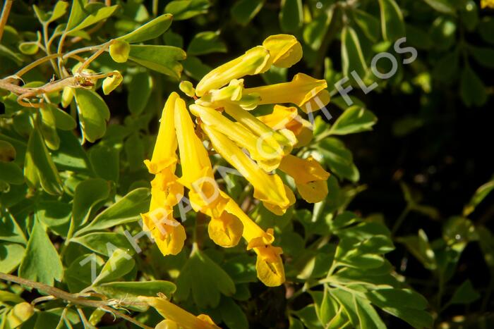 Dymnivka žlutá - Corydalis lutea