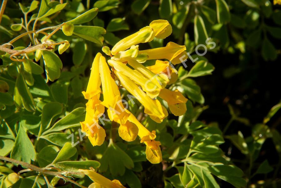 Dymnivka žlutá - Corydalis lutea