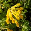 Dymnivka žlutá - Corydalis lutea