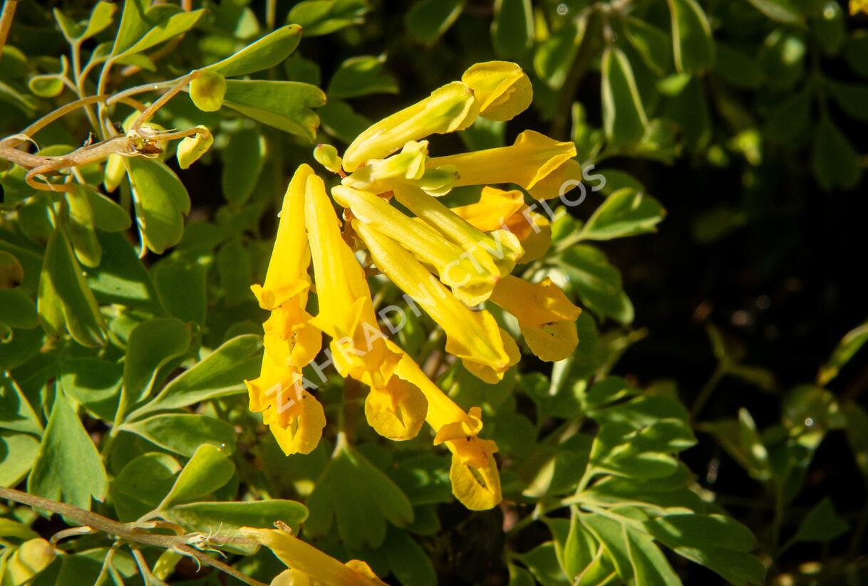 Dymnivka žlutá - Corydalis lutea