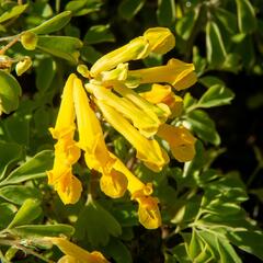 Dymnivka žlutá - Corydalis lutea