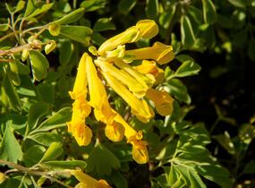Dymnivka žlutá - Corydalis lutea