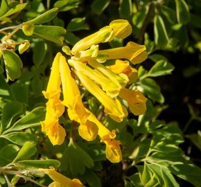 Dymnivka žlutá - Corydalis lutea