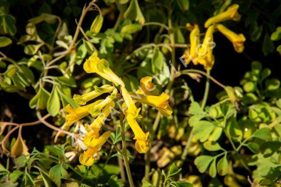 Dymnivka žlutá - Corydalis lutea