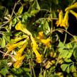 Dymnivka žlutá - Corydalis lutea