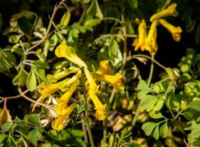 Dymnivka žlutá - Corydalis lutea