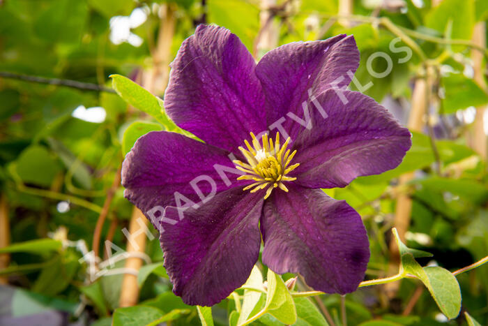 Plamének 'Romantika' - Clematis 'Romantika'