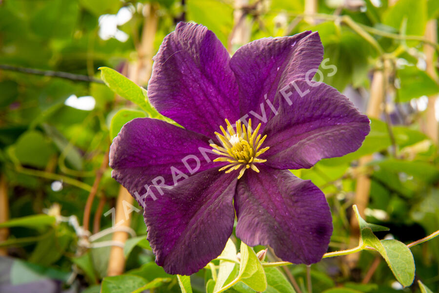 Plamének 'Romantika' - Clematis 'Romantika'