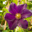 Plamének 'Romantika' - Clematis 'Romantika'