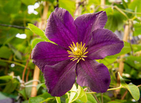 Plamének 'Romantika' - Clematis 'Romantika'
