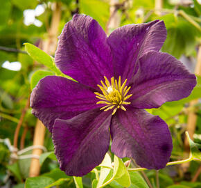 Plamének 'Romantika' - Clematis 'Romantika'