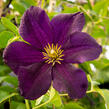 Plamének 'Romantika' - Clematis 'Romantika'