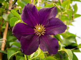 Plamének 'Romantika' - Clematis 'Romantika'