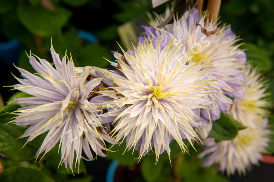 Plamének 'Blue Light' - Clematis 'Blue Light'
