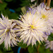 Plamének 'Blue Light' - Clematis 'Blue Light'