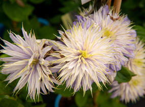 Plamének 'Blue Light' - Clematis 'Blue Light'