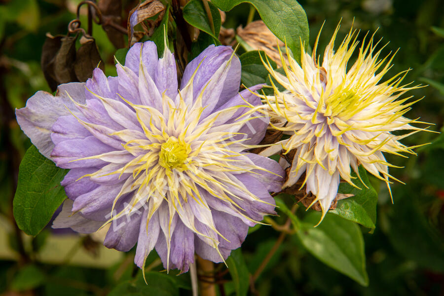 Plamének 'Blue Light' - Clematis 'Blue Light'