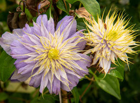 Plamének 'Blue Light' - Clematis 'Blue Light'