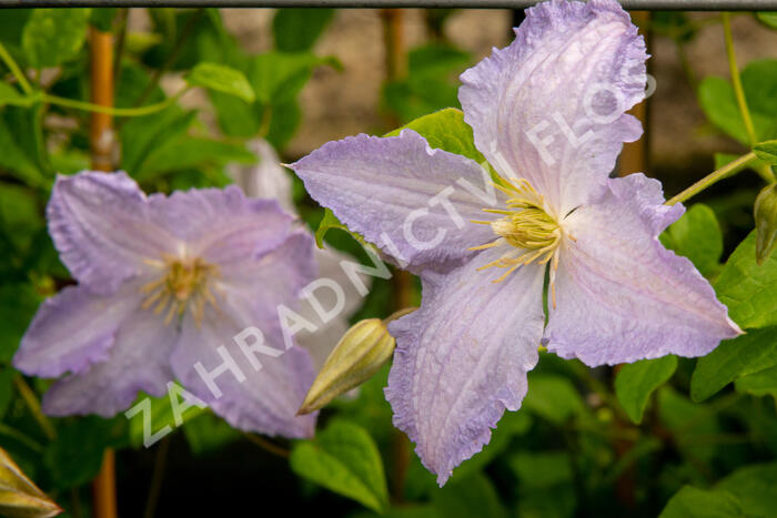 Plamének 'Blue Angel' - Clematis 'Blue Angel'