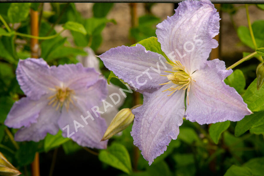 Plamének 'Blue Angel' - Clematis 'Blue Angel'