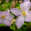 Plamének 'Blue Angel' - Clematis 'Blue Angel'