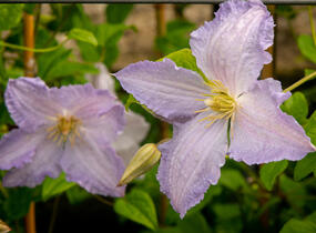 Plamének 'Blue Angel' - Clematis 'Blue Angel'