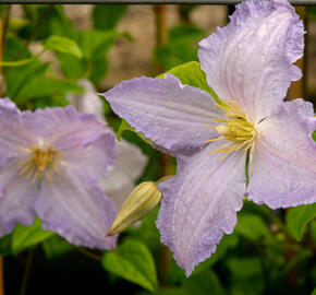 Plamének 'Blue Angel' - Clematis 'Blue Angel'