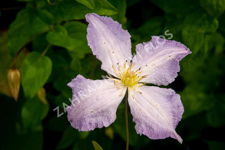 Plamének 'Blue Angel' - Clematis 'Blue Angel'