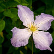 Plamének 'Blue Angel' - Clematis 'Blue Angel'