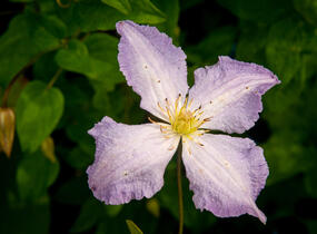 Plamének 'Blue Angel' - Clematis 'Blue Angel'