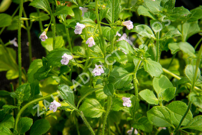 Marulka lékařská 'Lila Riese' - Calamintha nepeta 'Lila Riese'