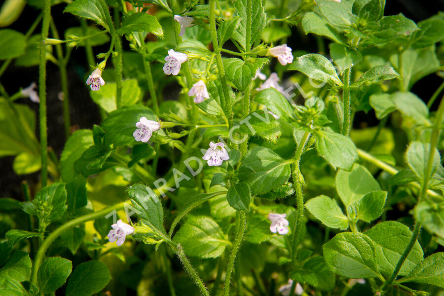 Marulka lékařská 'Lila Riese' - Calamintha nepeta 'Lila Riese'