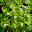 Marulka lékařská 'Lila Riese' - Calamintha nepeta 'Lila Riese'