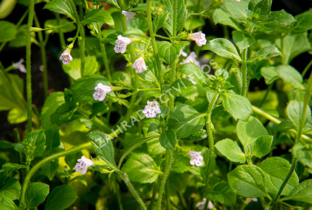 Marulka lékařská 'Lila Riese' - Calamintha nepeta 'Lila Riese'