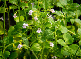 Marulka lékařská 'Lila Riese' - Calamintha nepeta 'Lila Riese'