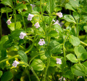 Marulka lékařská 'Lila Riese' - Calamintha nepeta 'Lila Riese'